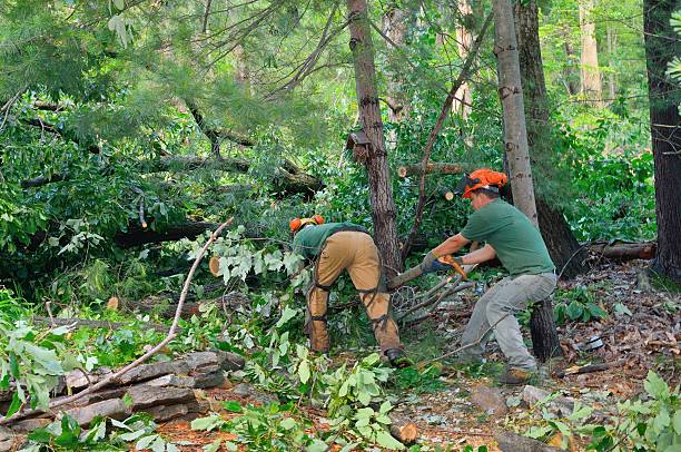 Best Firewood Processing and Delivery  in Agua Fria, NM